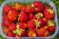 Close up view of plastic box with red strawberries Royalty Free Stock Photo