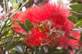 Close up view of pohutukawa in bloom