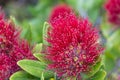 Close up view of pohutukawa in bloom.