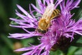 Close Up View of a Pollen Laden Honey Bee Foraging on a Violet D Royalty Free Stock Photo