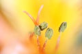 Close up view of pollen and stamen of a lily flower Royalty Free Stock Photo