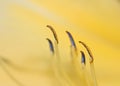 Close up view of pollen and stamen of a lily flower. Royalty Free Stock Photo