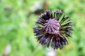 Close Up View of A Poppy Seed Pod Royalty Free Stock Photo