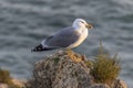 Portrait of seagull bird