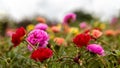Close-up view of Portulaca, Moss flowers. Roses, pink, red, and others blooming