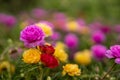 Close-up view of Portulaca, Moss flowers. Roses, pink, red, and others blooming