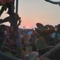 close-up view of potted plant facing sunset