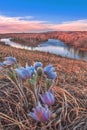 Prairie Crocus At Sunrise By The River Royalty Free Stock Photo