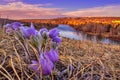 Prairie Crocus At Sunrise By The River Royalty Free Stock Photo