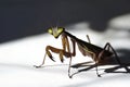 A close-up view of a praying mantis on a white surface, suitable for use in scientific or educational contexts Royalty Free Stock Photo