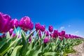 Close-up view of pretty purple tulips during day