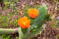 Close up view on prickly pear cactus plant with orange flowers in Teno mountain range, Tenerife, Canary Islands, Spain