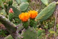 Close up view on prickly pear cactus plant with orange flowers in Teno mountain range, Tenerife, Canary Islands, Spain