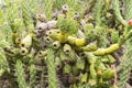 Close-up view of a prickly pear plant