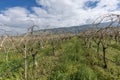 Close-up view of pruned vines tied to a wire trellis, green grass between the rows, vines twisting from the trunk in the vineyard Royalty Free Stock Photo