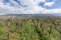 Close-up view of pruned vines tied to a wire trellis, green grass between the rows, vines twisting from the trunk in the vineyard Royalty Free Stock Photo