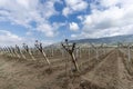 Close-up view of pruned vines tied to a wire trellis, green grass between the rows, vines twisting from the trunk in the vineyard Royalty Free Stock Photo