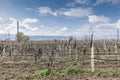 Close-up view of pruned vines tied to a wire trellis, green grass between the rows, vines twisting from the trunk in the vineyard Royalty Free Stock Photo