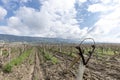 Close-up view of pruned vines tied to a wire trellis, green grass between the rows, vines twisting from the trunk in the vineyard Royalty Free Stock Photo