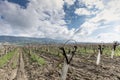 Close-up view of pruned vines tied to a wire trellis, green grass between the rows, vines twisting from the trunk in the vineyard Royalty Free Stock Photo