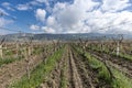 Close-up view of pruned vines tied to a wire trellis, green grass between the rows, vines twisting from the trunk in the vineyard Royalty Free Stock Photo