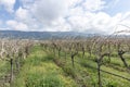 Close-up view of pruned vines tied to a wire trellis, green grass between the rows, vines twisting from the trunk in the vineyard Royalty Free Stock Photo