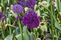 A close up view of a purple Allium bloom with defocussed background in a park near Aylesbury, UK