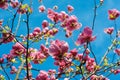 Close-up view of purple blooming magnolia in spring botanical garden Royalty Free Stock Photo