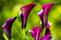 Purple Calla Lily Flower Royalty Free Stock Photo