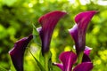 Purple Calla Lily Flower Royalty Free Stock Photo