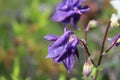 Purple columbine flowers in bloom - close up Royalty Free Stock Photo