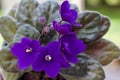 Close up view of a purple flowering potted African violets plant