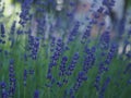 Close up view of the purple flowers of the lavender bush. Royalty Free Stock Photo