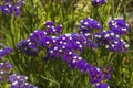 Close up view of purple flowers Limonium sinuate on green background. Beautiful nature backgrounds.