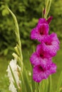 Close up view of purple  gladiolus flower with rain drops. Royalty Free Stock Photo