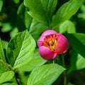 Close-up view of purple-red herbaceous scented flower of blooming Paeonia obovata, commonly known as woodland peony, at bright