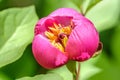 Close-up view of purple-red herbaceous scented flower of blooming Paeonia obovata, commonly known as woodland peony, at bright