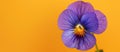 Wild Pansy Flower on Yellow Background