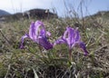Close up view of purple wildflowers in the Altai Mountains in spring Royalty Free Stock Photo