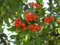 Close-up view of Pyracantha`s orange berries