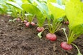 close-up view of radishes growing in the vegetable garden on fertile soil. ripe crop ready to harvest Royalty Free Stock Photo