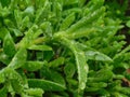 Succulent plant leaves with rain drops Royalty Free Stock Photo