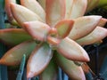 Rain drops on a succulent plant after a rain storm