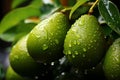 Close-up view of raindrop-covered green avocados growing on trees in an avocado farm