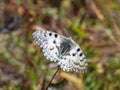 Close-up view of rare male Apollo butterfly subspecies Parnassius nomion butterfly on a green lawn. Rare butterfly from Altai.