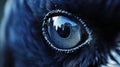 A Close-Up View of a Raven\'s Eye with a Reflected Landscape Royalty Free Stock Photo
