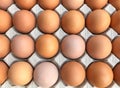Close-up View Of Raw Chicken Eggs In Box