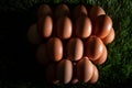 Close-up view of raw chicken eggs in egg box Royalty Free Stock Photo