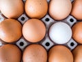 Close-up view of raw chicken. Every egg is a yellow egg, with the exception of white duck eggs Royalty Free Stock Photo