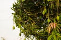 Close up view of raw Mango Fruits,Footage of many mango Fruit Hanging On Mango Tree,plantations with organic mango trees with many Royalty Free Stock Photo